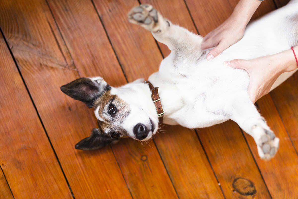kaburga bölgesi kontrol edilen köpek