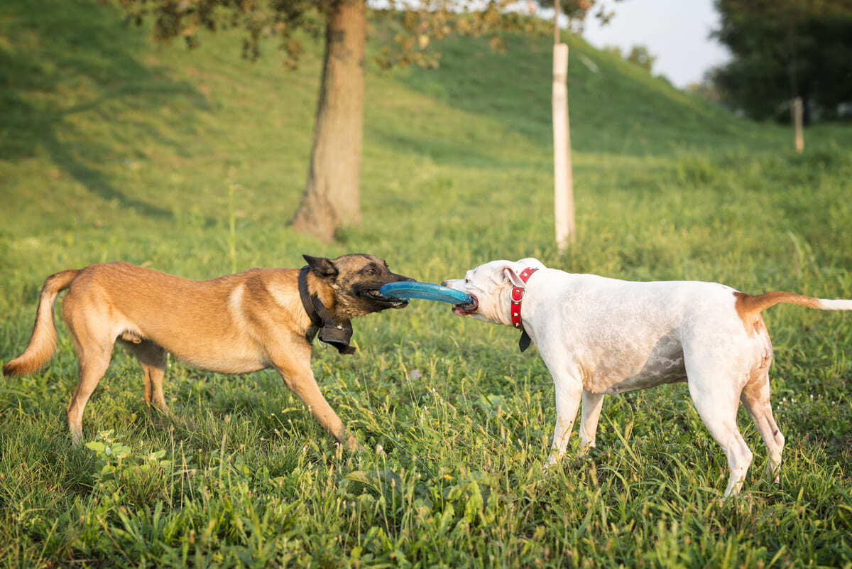 oyun oynayan iki köpek