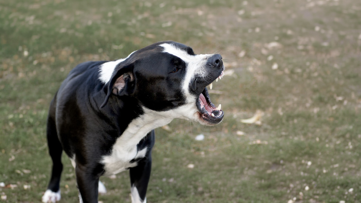 Köpeklerin-Çene-Basıncı-Ne-Kadar-1.jpg