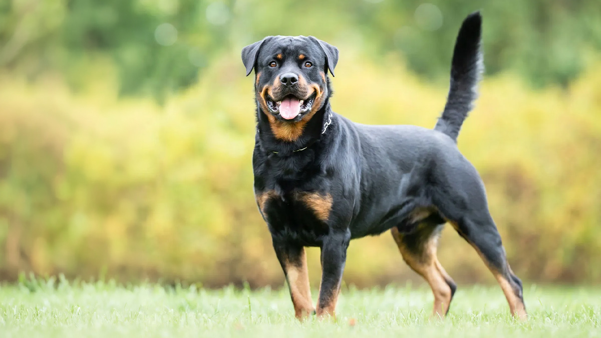 Köpeklerin-Çene-Basıncı-Ne-Kadar-Rottweiler-dog.jpg
