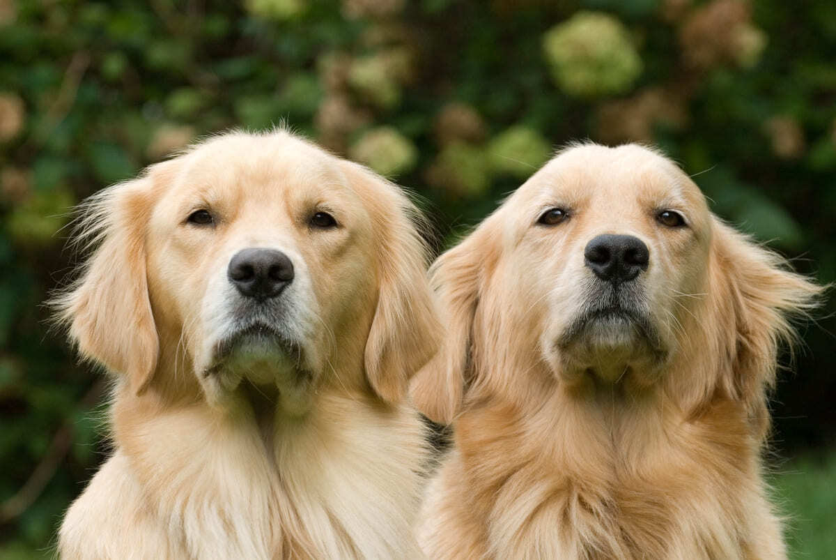 Köpeklerin-Çiftleşmesi-Nasıl-Olur.jpg
