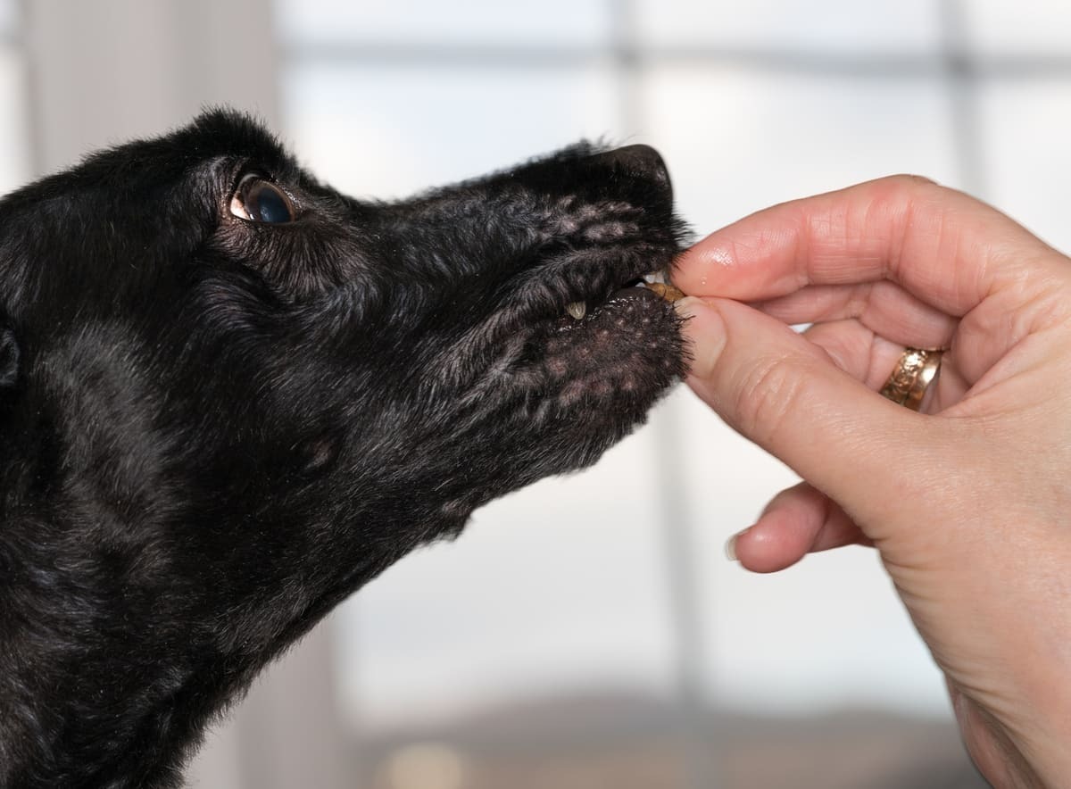köpeğe oral yolla tablet verme