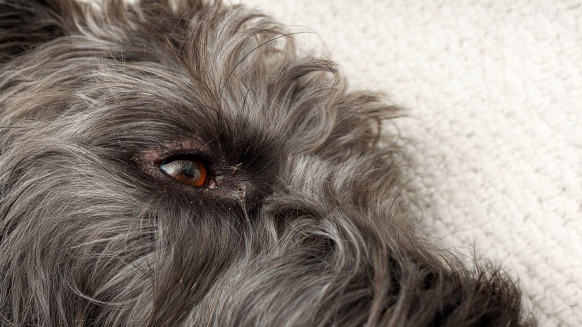 Köpeğimin-Gözü-Akıyor-Ne-Yapmalıyım-Köpeklerde-Göz-Akıntısı-1.jpg