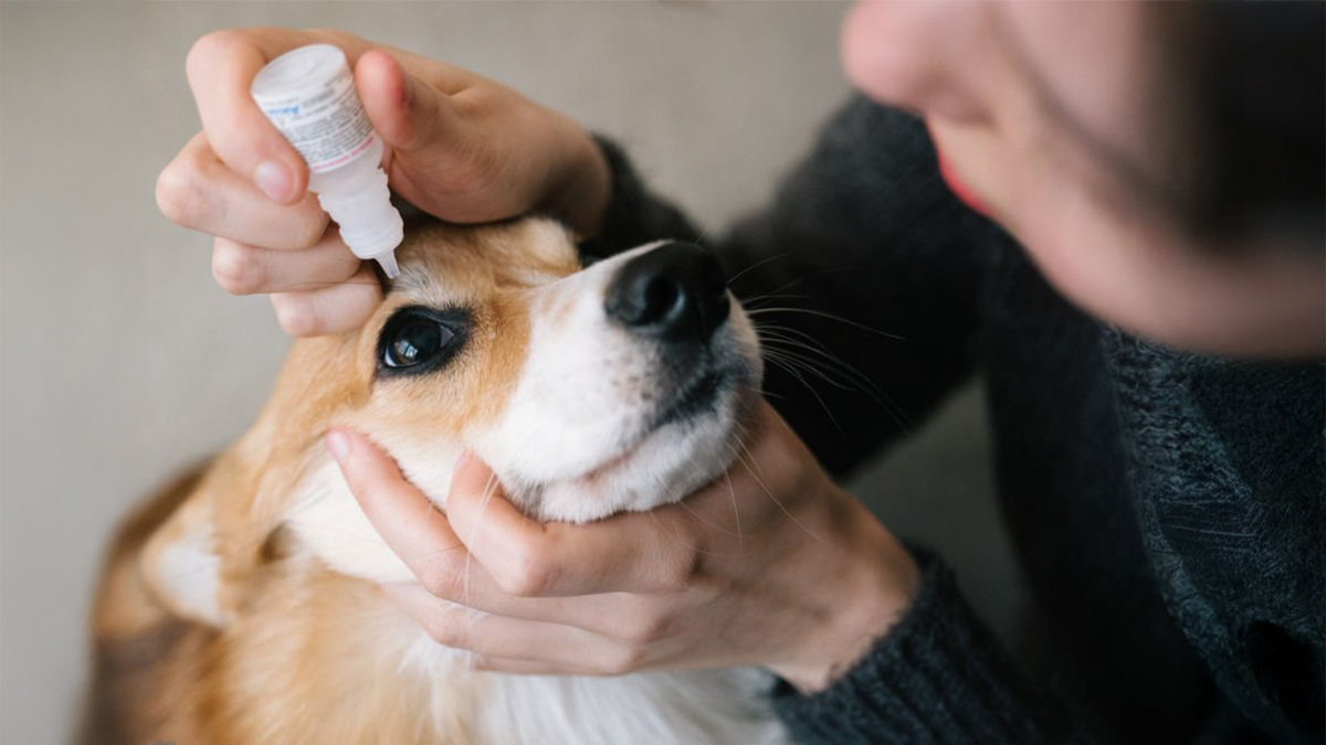 Köpeğimin-Gözü-Akıyor-Ne-Yapmalıyım-Köpeklerde-Göz-Akıntısı5.jpg