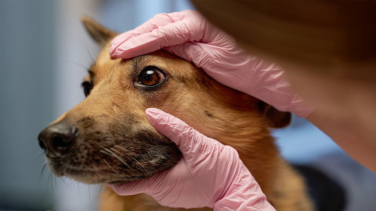 Köpeğimin-Gözü-Akıyor-Ne-YapmalıyımKöpeklerde-Göz-Akıntısı-4.jpg