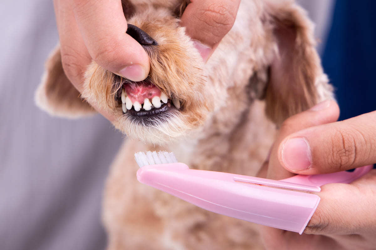 dişi fırçalanan köpek