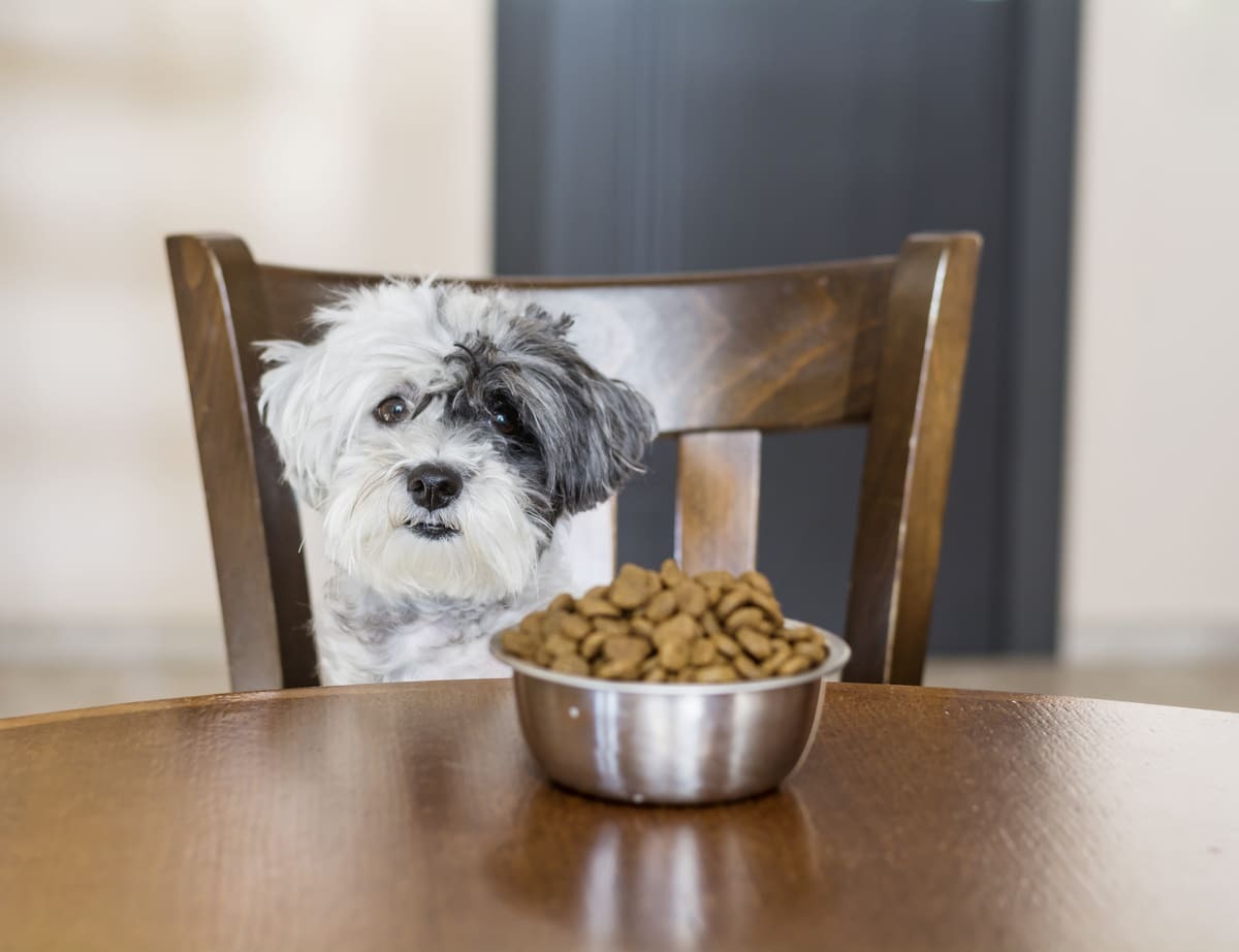 masada duran kopek mamasına bakan küçük ırk köpek