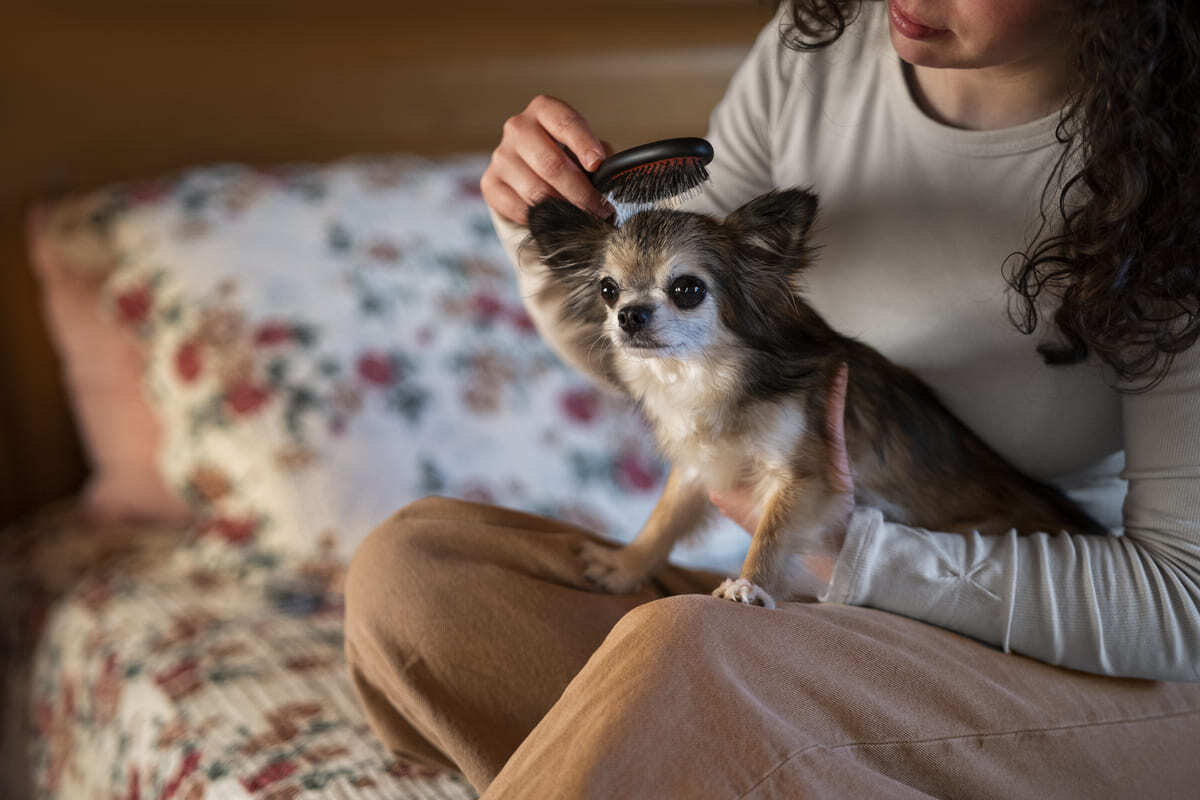 tüyleri taranan küçük ırk köpek