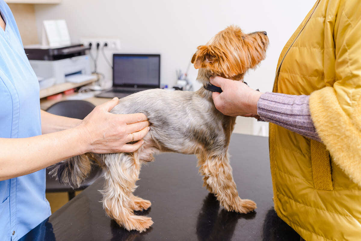 veteriner hekim tarafından muayene edilen köpek