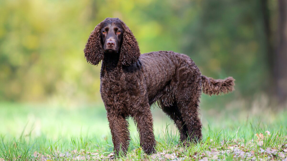 Kıvırcık-Köpek--American-Su-Spanieli.jpg