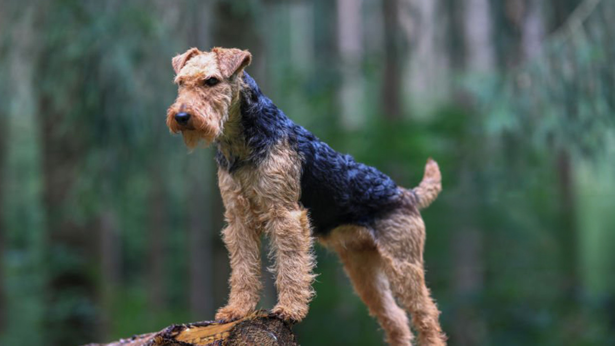 Kıvırcık-Köpek-Airedale-Terrier-.jpg