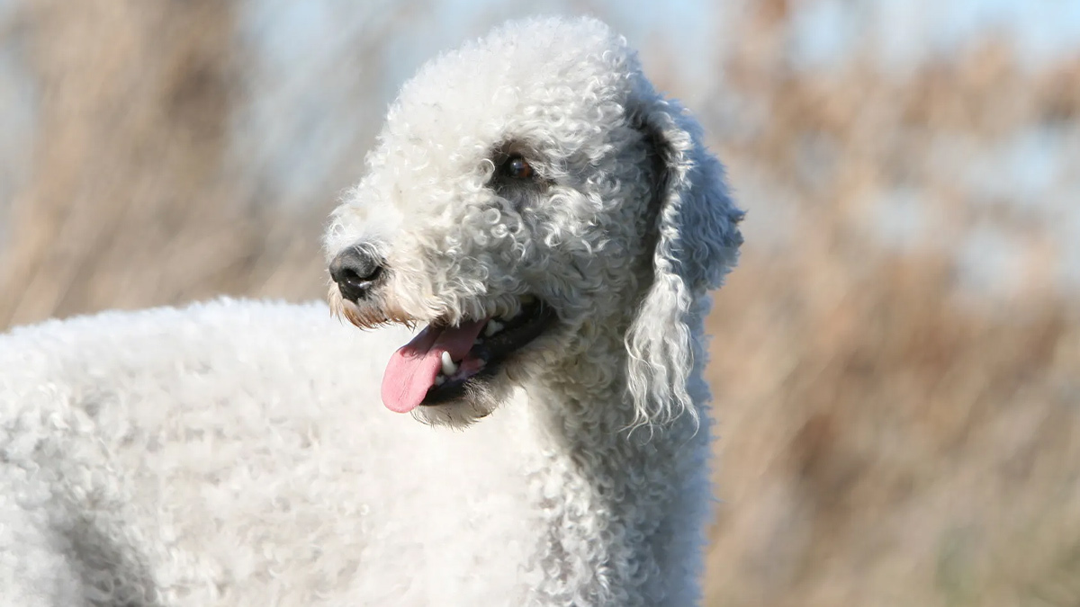 Kıvırcık-Köpek-Bedlington-Terrier.jpg