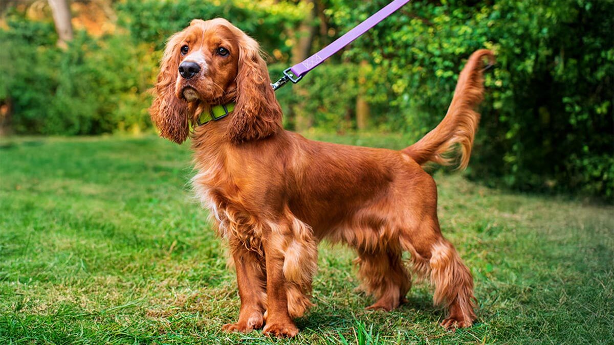 Kıvırcık-Köpek-Cocker-Spaniel.jpg