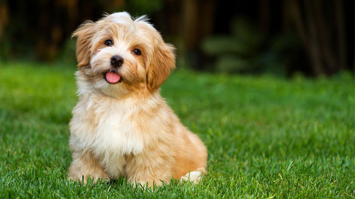 Kıvırcık-Köpek-Havanese.jpg