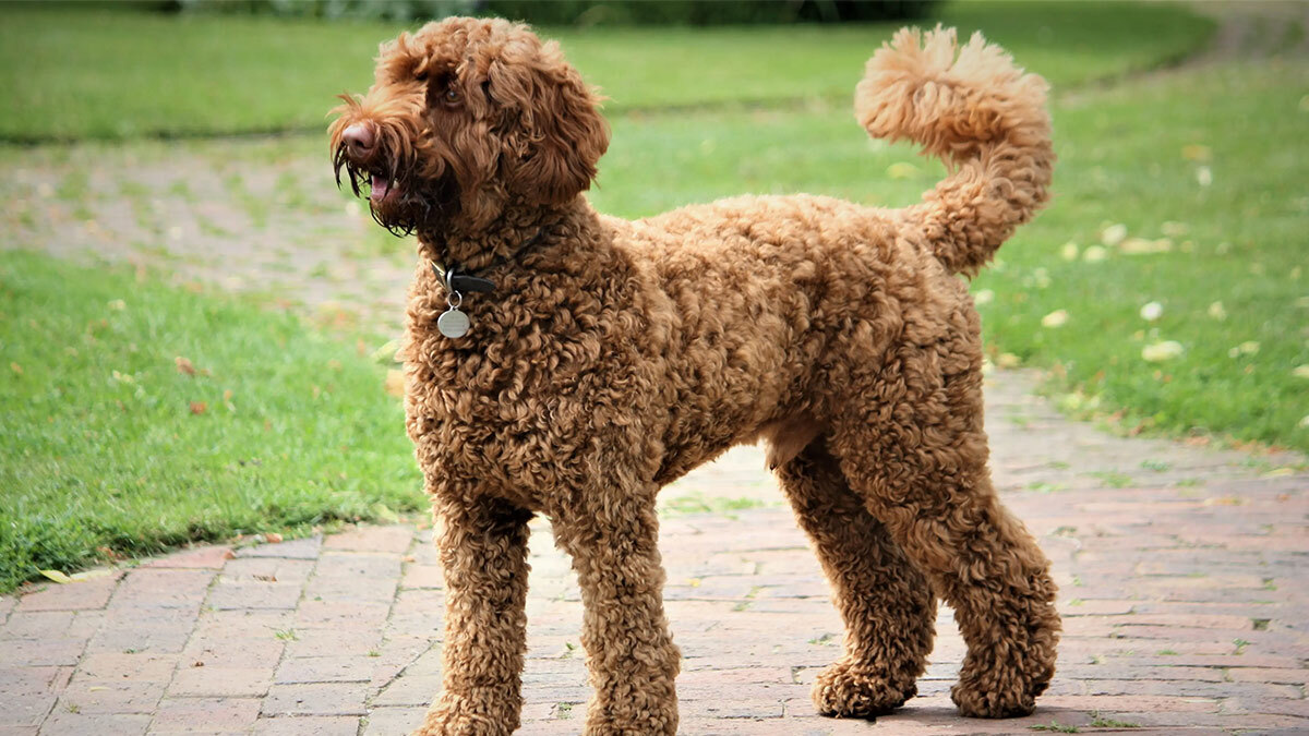 Kıvırcık-Köpek-Labradoodle.jpg