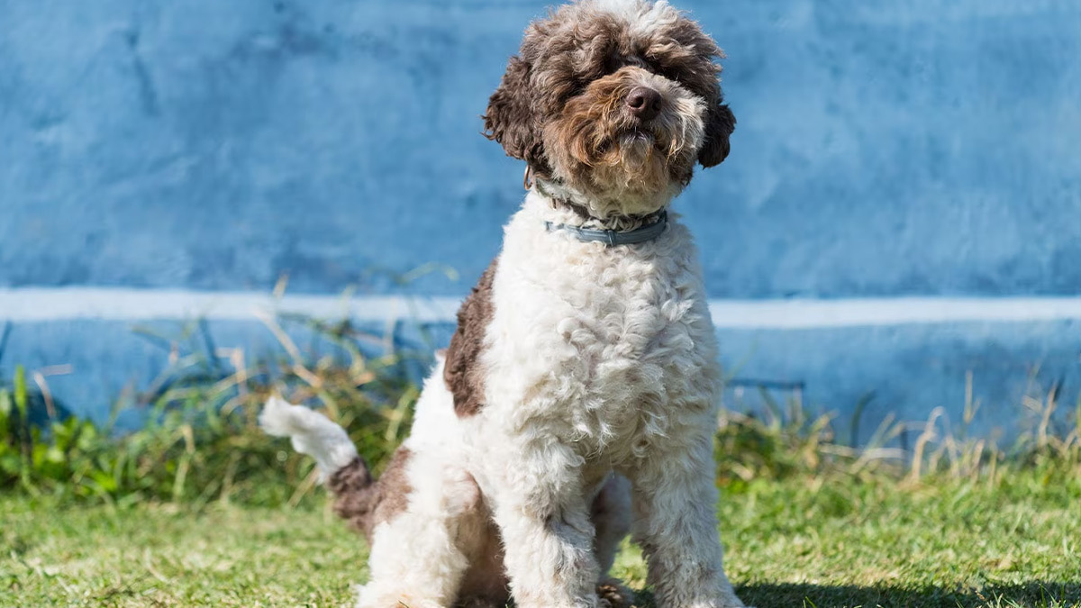 Kıvırcık-Köpek-Lagotto-Romagnolo-.jpg