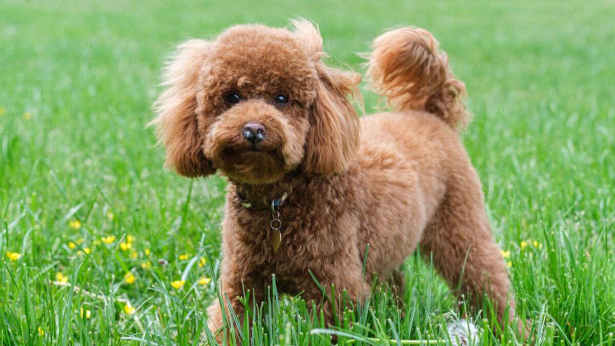 Kıvırcık-Köpek-Poodle.jpg