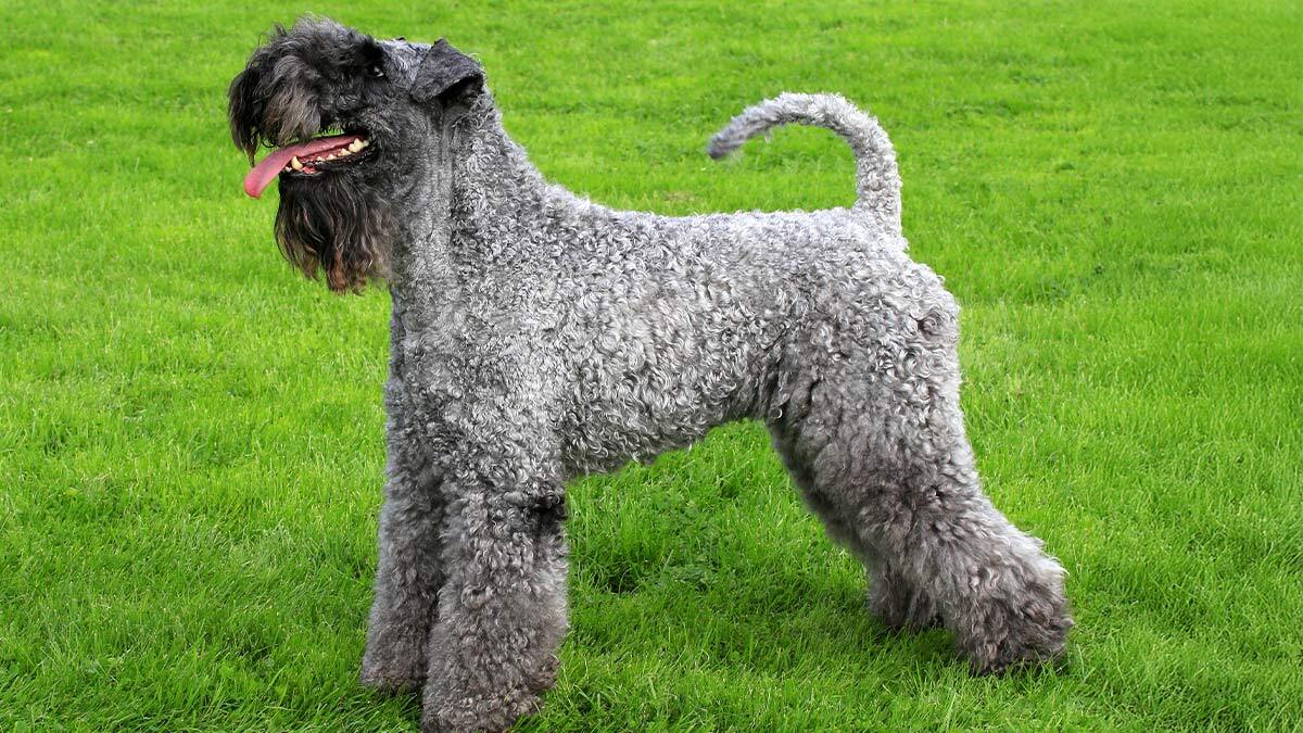 Kıvırcık-KöpekKerry-Blue-Terrier.jpg