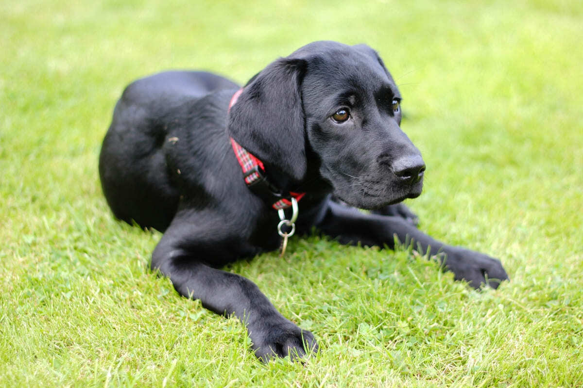 Siyah renkli tüylere sahip Labrador Retriever ırkı köpek