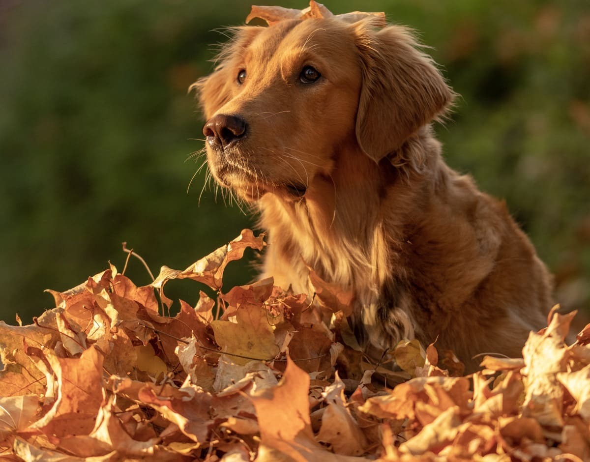 sonbahar yapraklarının üzerinde oturan köpek