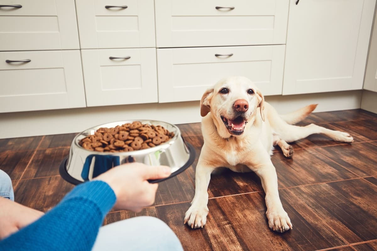 mama kabına bakan köpek
