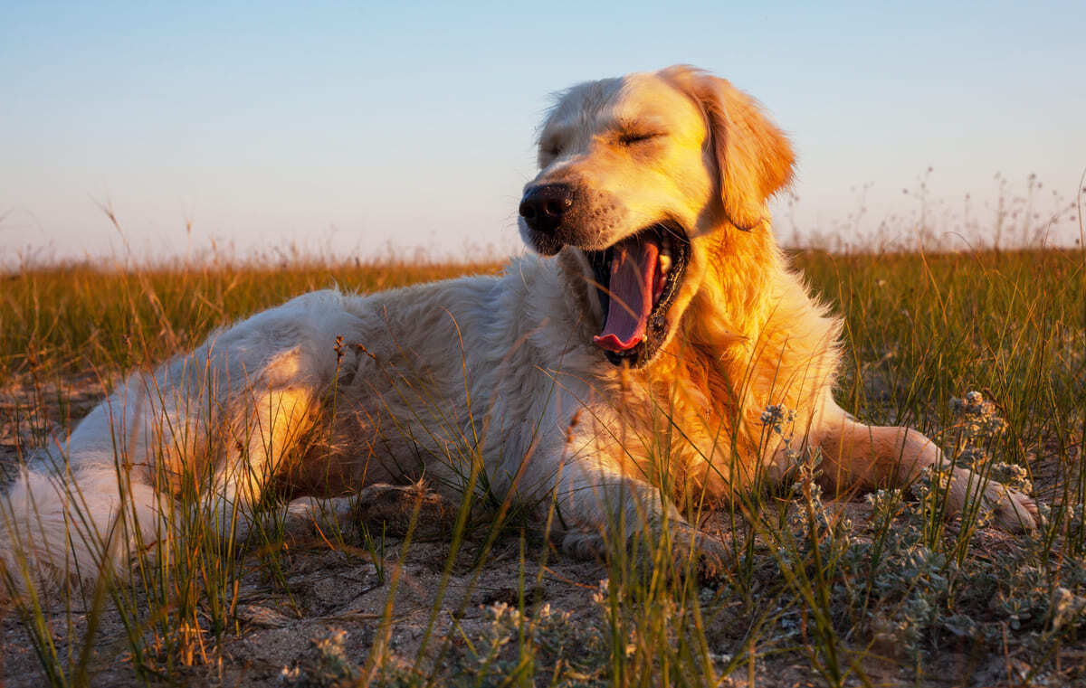 dışarda oturan köpek