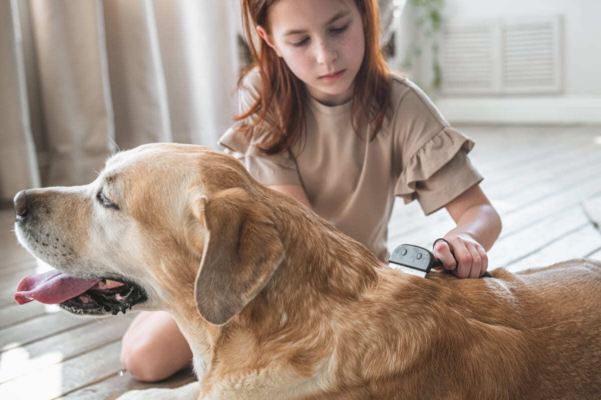 tüyleri taranan köpek