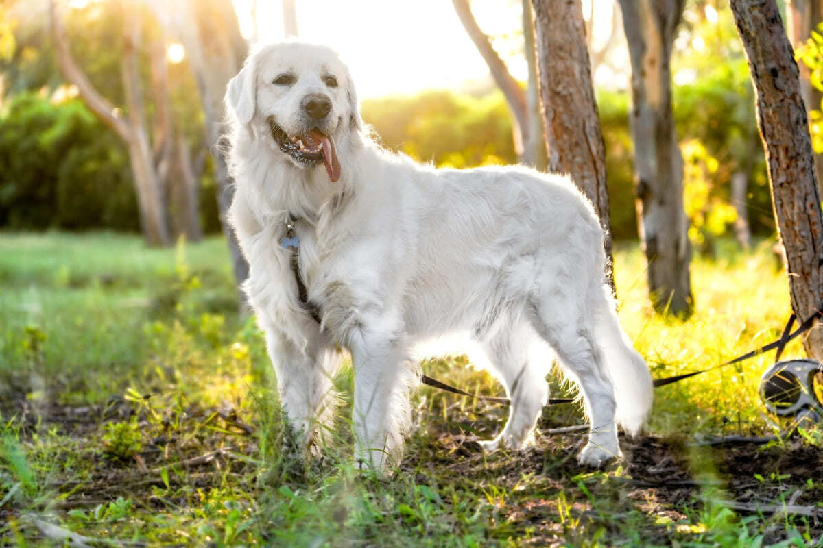 dışarıda çimlerin üzerinde dört ayak üzerinde duran köpek