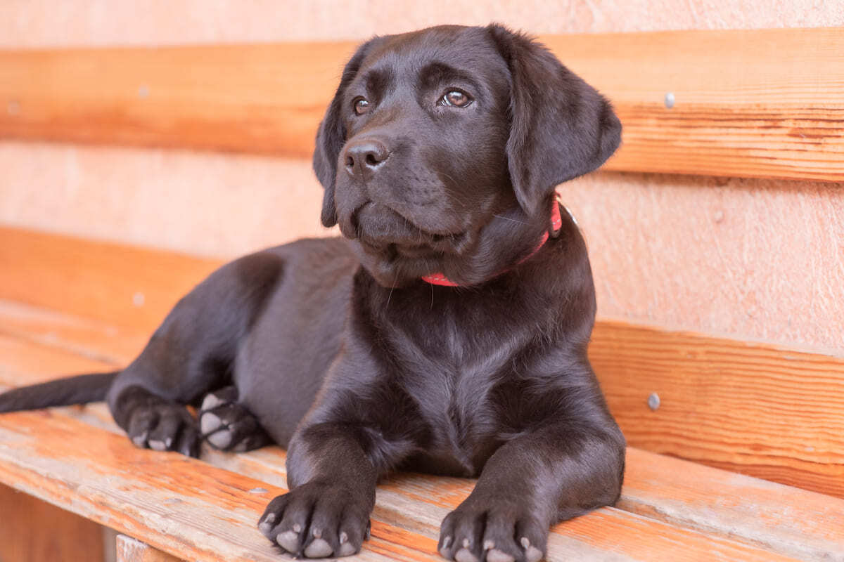 kırmızı boyun tasmalı Labrador Retriever