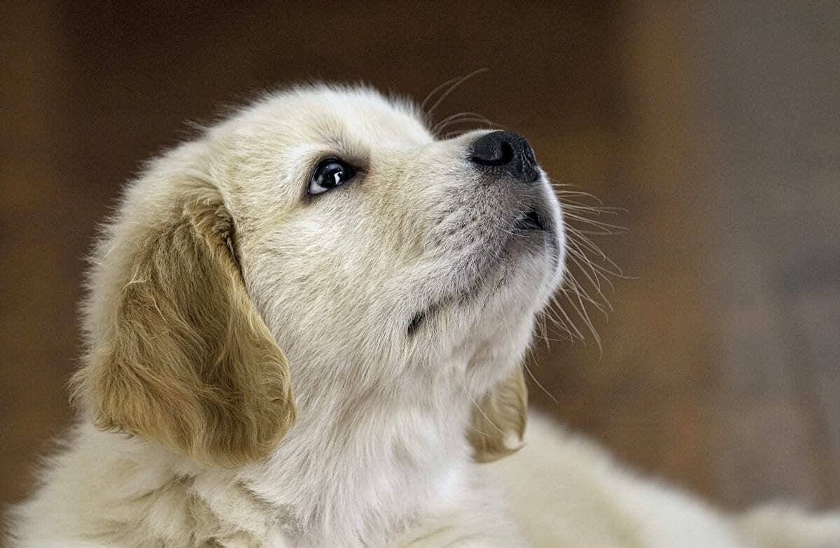 yavru köpek