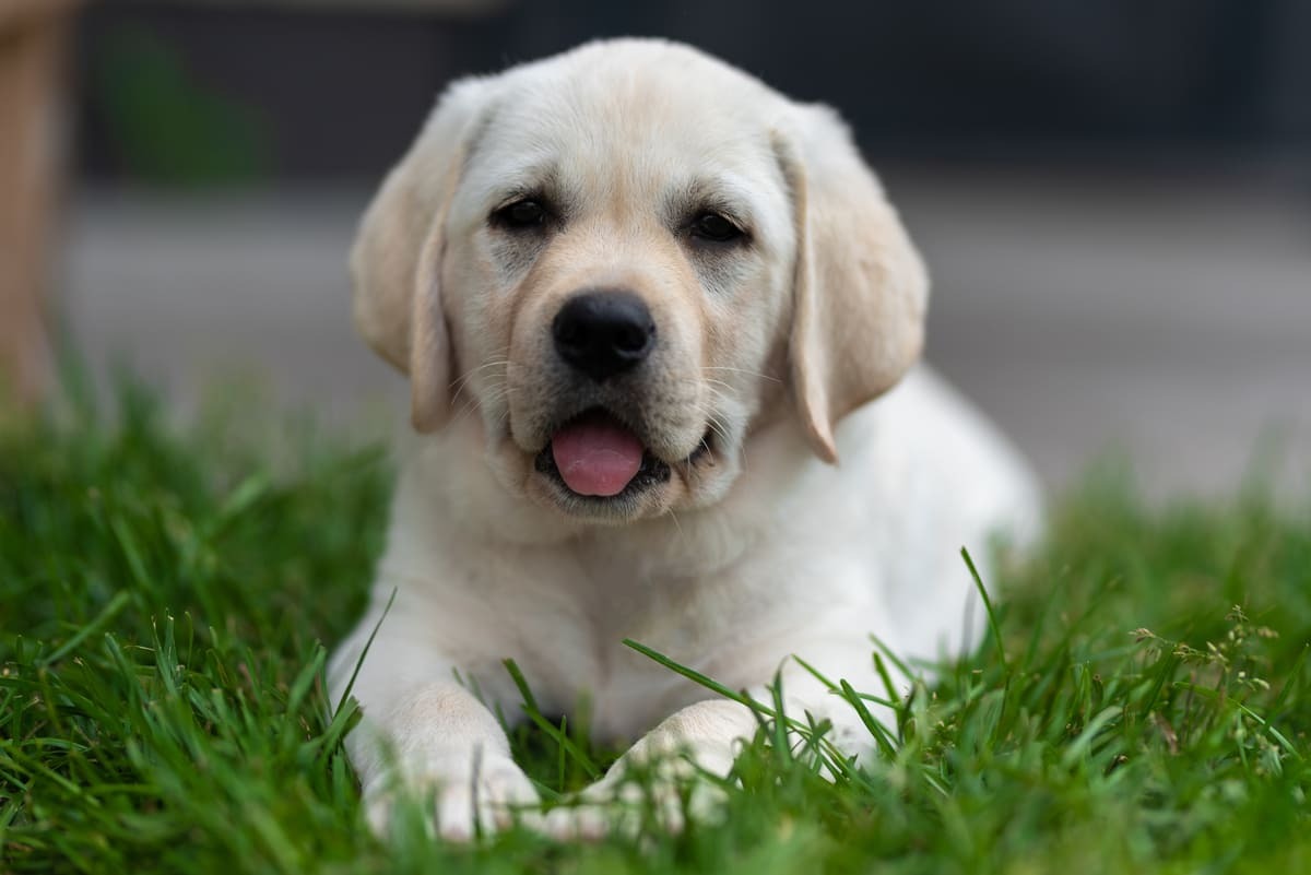 Labrador Retriever yavrusu