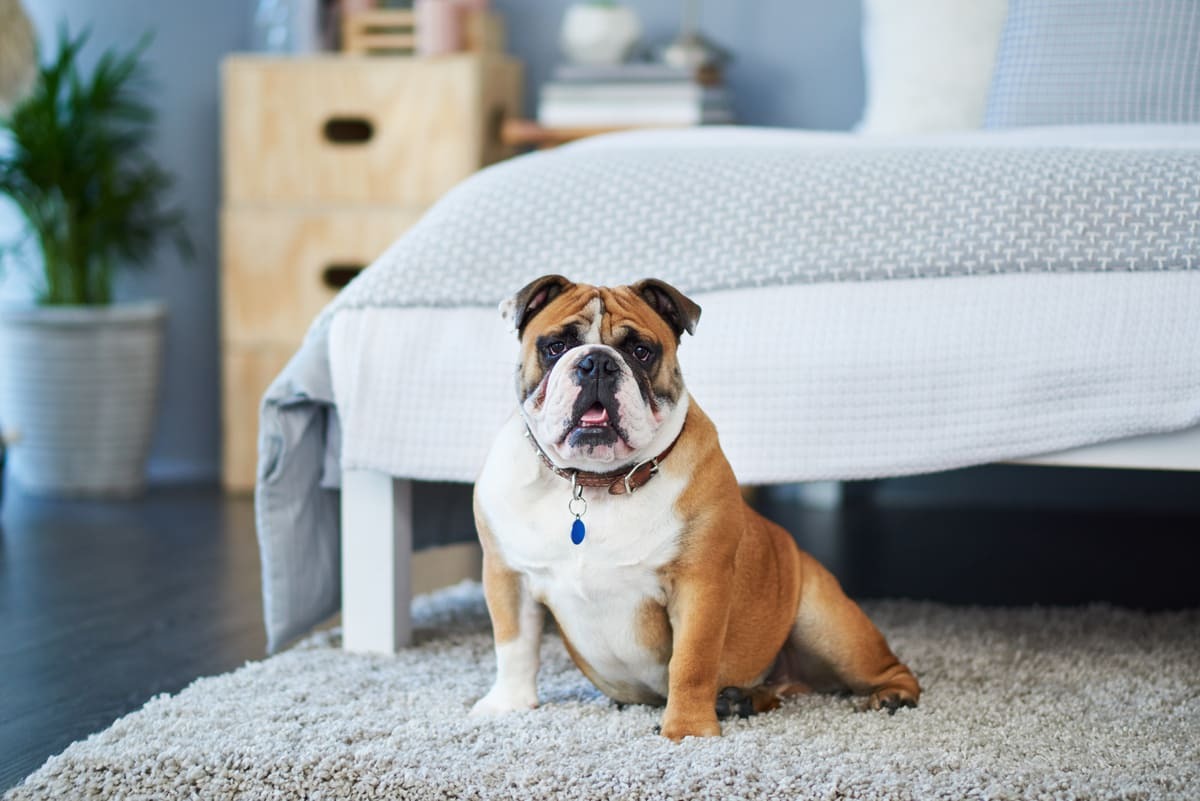 yatağın önünde duran İngiliz Bulldog ırkına mensup köpek