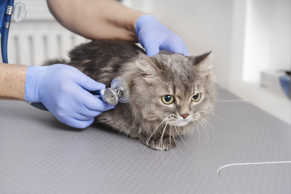 veteriner hekim tarafından muayene edilen Maine Coon
