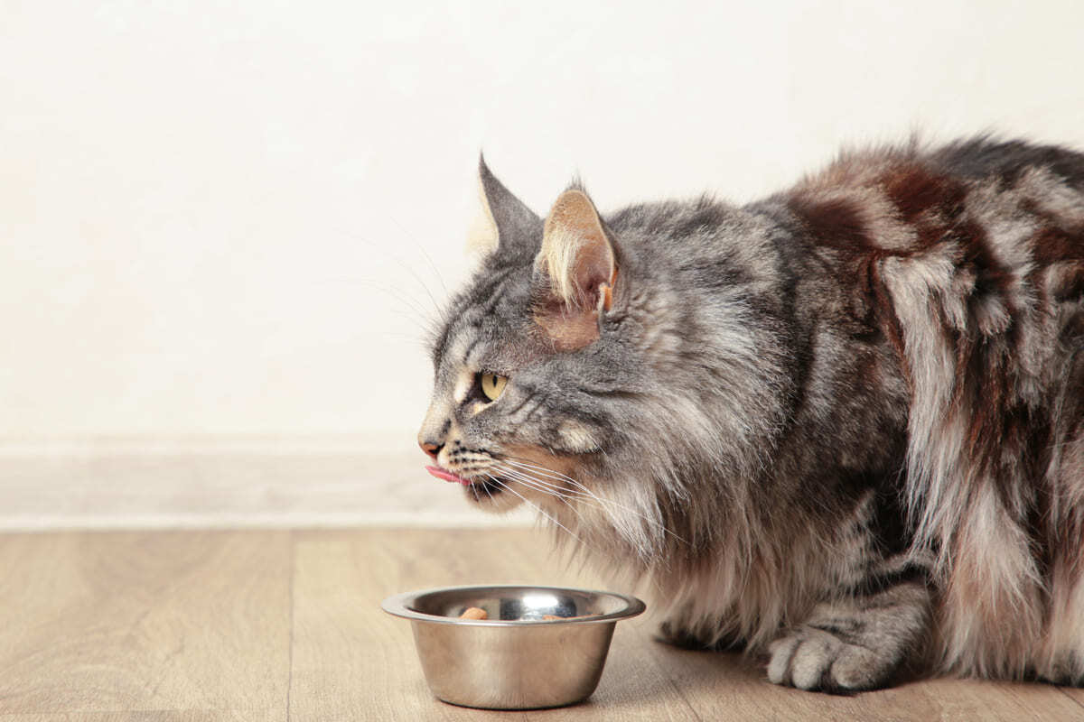 mama yiyen Maine Coon kedileri