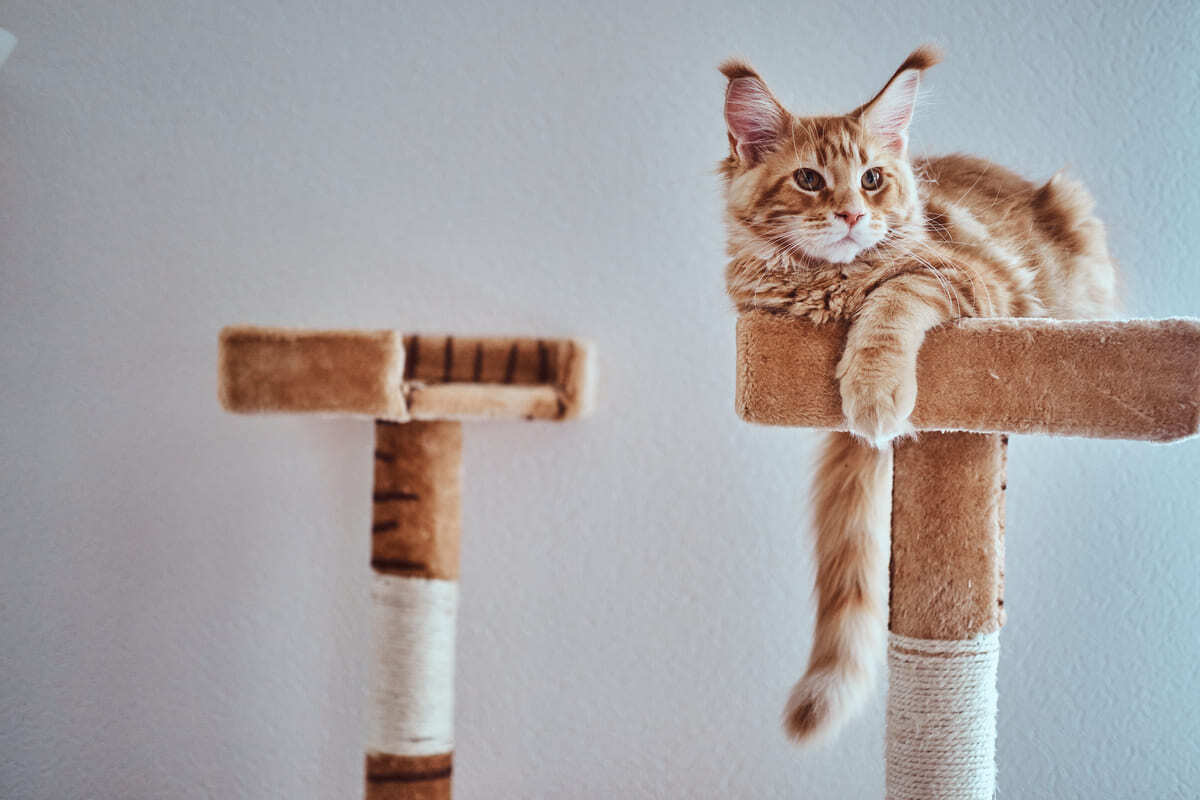 kedi evinde oturan sarı renkte tüyleri olan Maine Coon