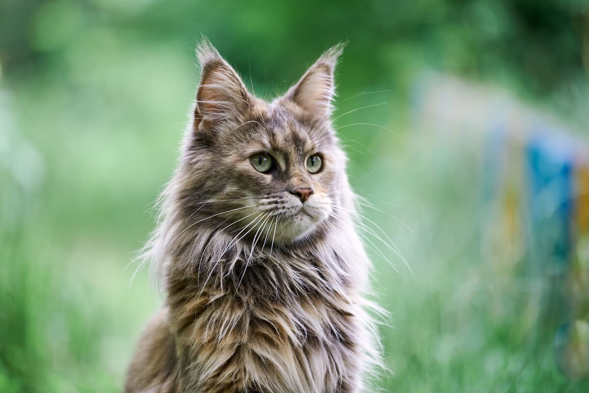 Maine Coon kedisi