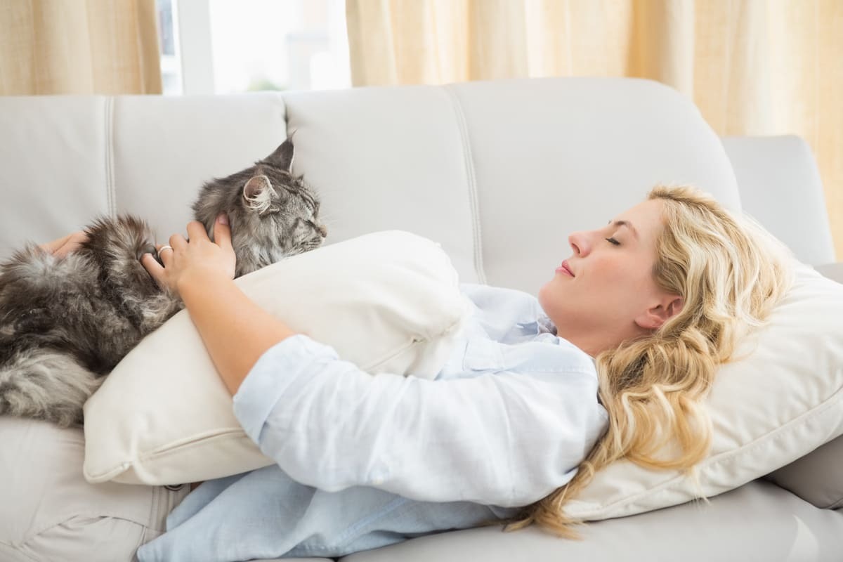 kanepede sahibiyle uyuyan Maine Coon