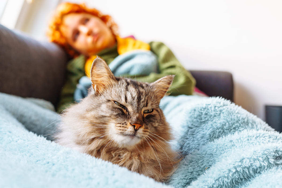 sahibinin kucağında battaniye üzerinde yatan Maine Coon kedisi