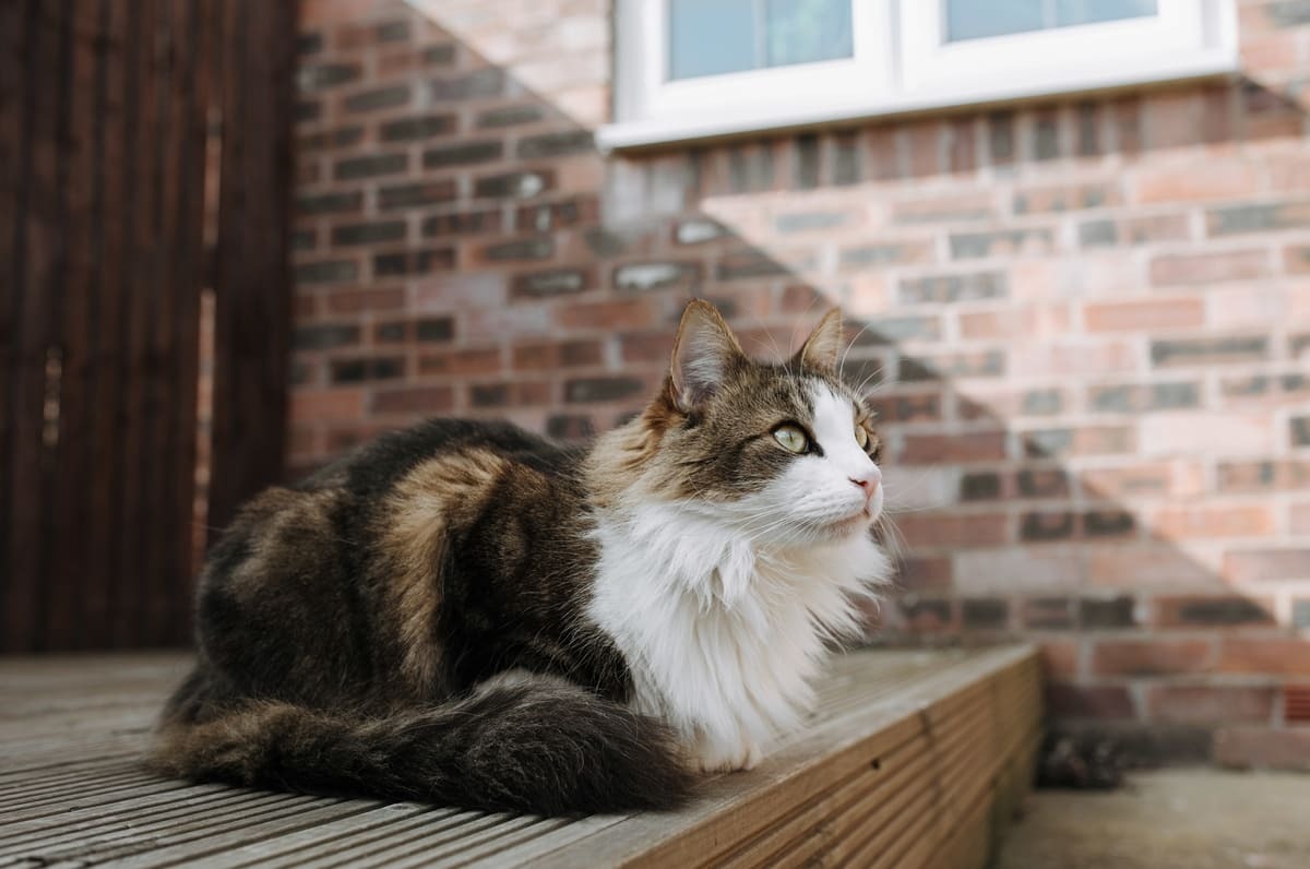 verandada oturan Maine Coon ırkı kedi