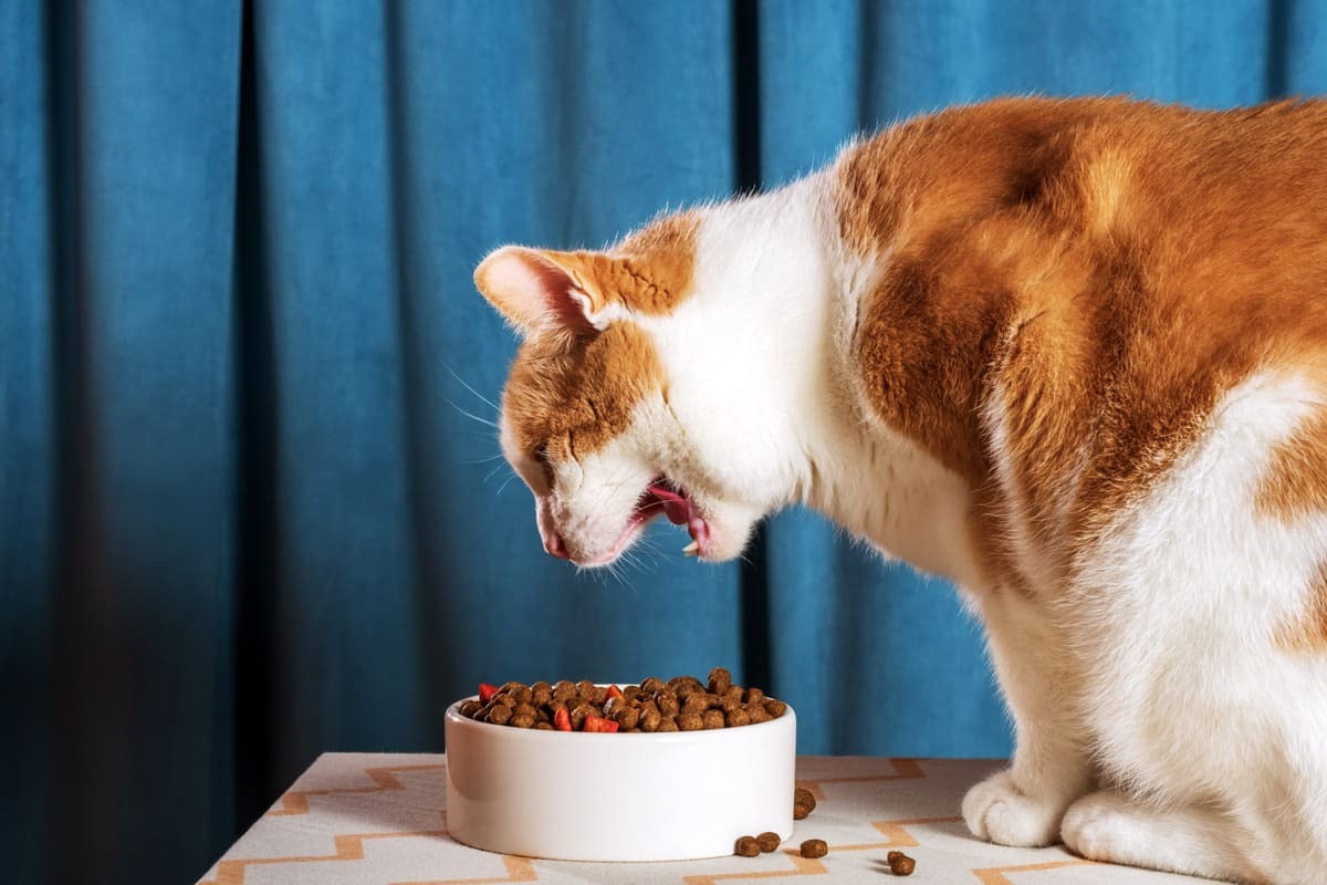 mama kabına ağını açarak uzanan kedi