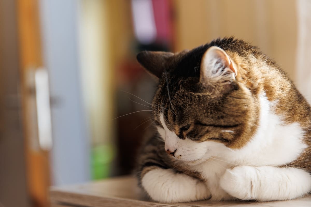 düşüncelere dalmış tekir kedi