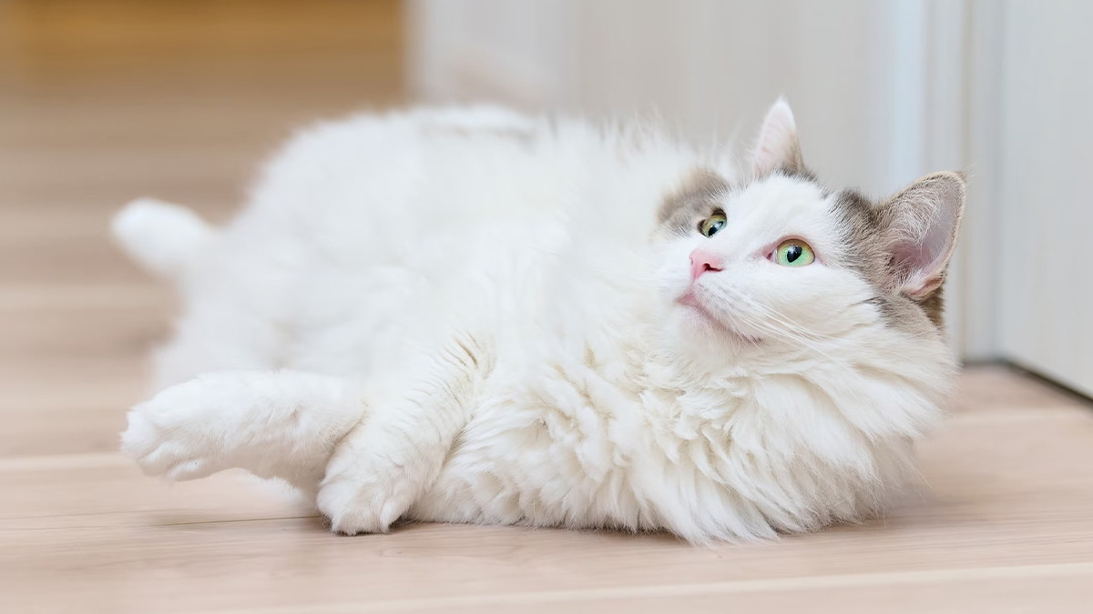 Marjinal-Dişi-Kedi-İsimleri--Beyaz-Dişi-1.jpg