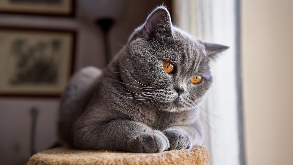 Marjinal-Dişi-Kedi-İsimleri--British-Dişi.jpg