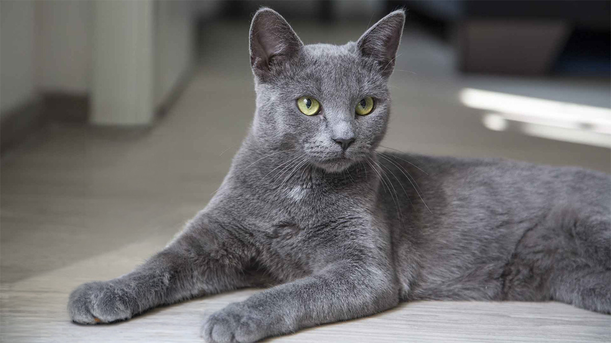 Marjinal-Dişi-Kedi-İsimleri--Gri-Dişi.jpg