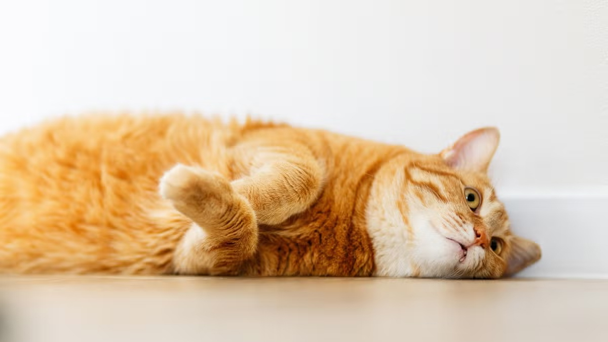 Marjinal-Dişi-Kedi-İsimleri--Sarı-Dişi.jpg