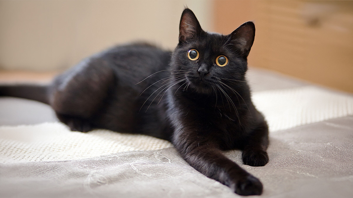 Marjinal-Dişi-Kedi-İsimleri--Siyah-Dişi.jpg