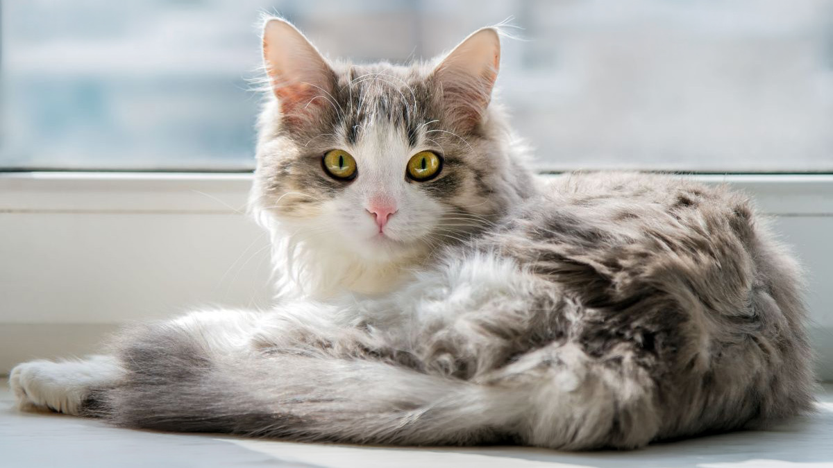 Marjinal-Dişi-Kedi-İsimleri--Türk-Dişi.jpg