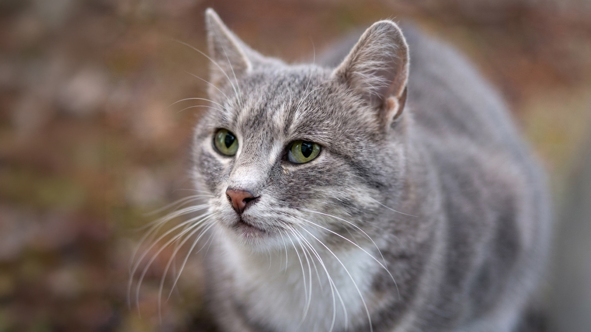 Marjinal-Dişi-Kedi-İsimleri--Yabancı-Dişi.jpg