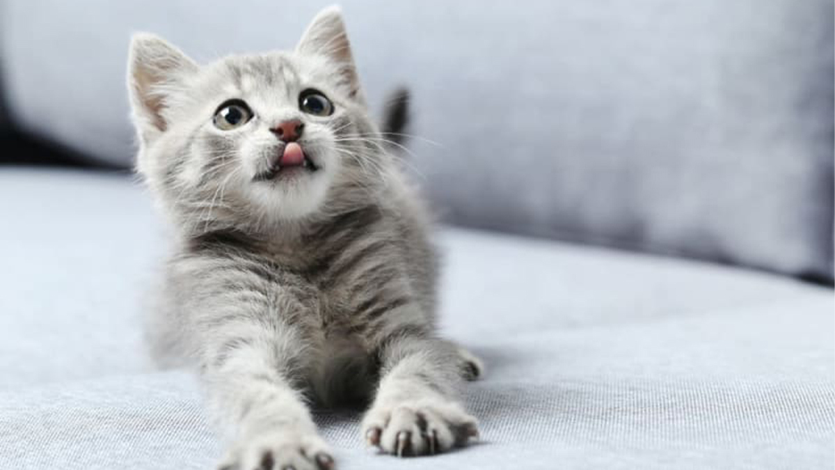 Marjinal-Dişi-Kedi-İsimleri--Yavru-Dişi.jpg
