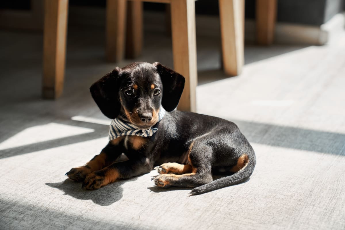 Minyatür Dachshund